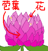 センニチコウの苞葉と本当の花のイラスト