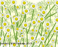 カモミールのイラスト