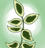 ツルニチニチソウの葉のイラスト