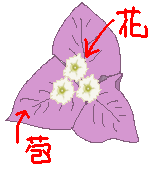 ブーゲンビリアの花と苞のイラスト