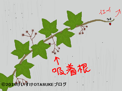 アイビーの花言葉 死んでも離れない という怖い意味も付いていた