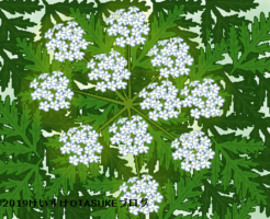 ドクニンジンのイラスト