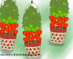 ホオズキのイラスト