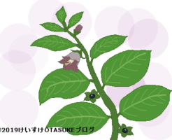 ベラドンナのイラスト