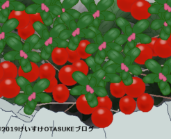 コケモモのイラスト