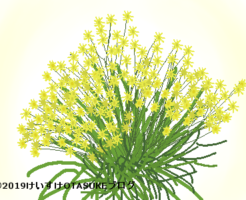 ソリダスターのイラスト