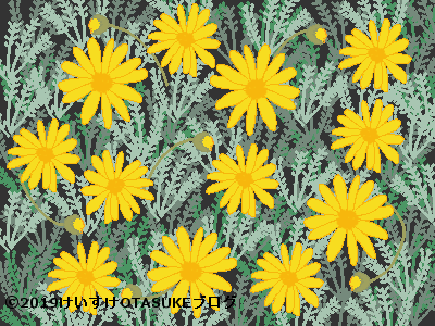 ユリオプスデージーの花言葉 黄色い花の素敵なメッセージとは