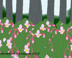 シュウカイドウのイラスト