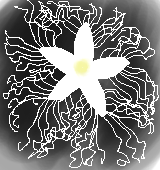 カラスウリの花のイラスト