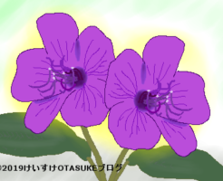 ノボタンのイラスト