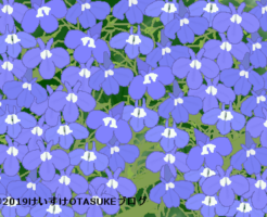 ロベリアのイラスト