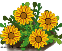 ガザニアのイラスト