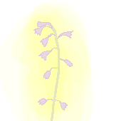 リュウノヒゲ花のイラスト