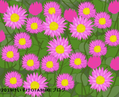 ローダンセのイラスト