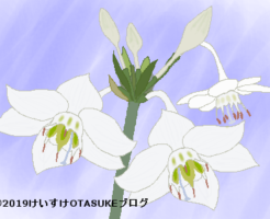 ユーチャリスのイラスト