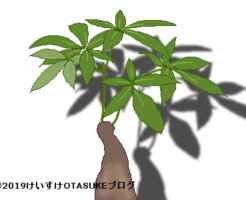 パキラのイラスト