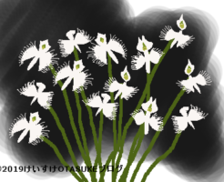 サギソウのイラスト