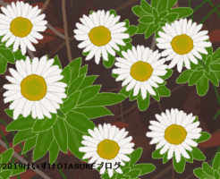 ハマギクのイラスト