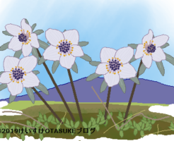 セツブンソウのイラスト