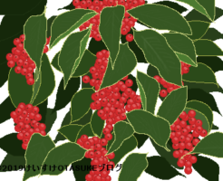 クロガネモチのイラスト