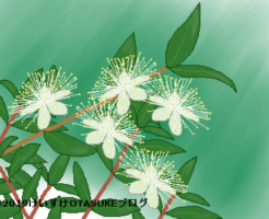 ギンバイカのイラスト