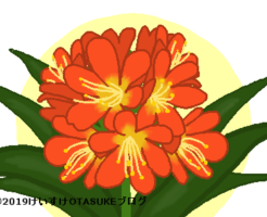 クンシランのイラスト