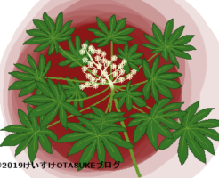 ヤツデのイラスト