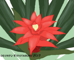 グズマニアのイラスト