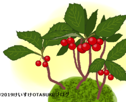 ヤブコウジのイラスト