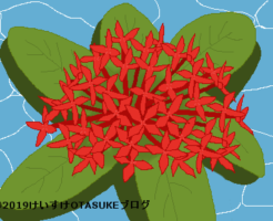 サンタンカのイラスト