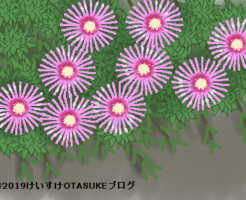 マツバギクのイラスト