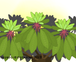 ユズリハのイラスト