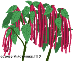 アマランサスのイラスト