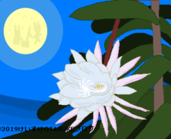 ゲッカビジンのイラスト