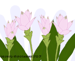 クルクマのイラスト