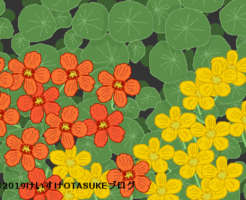 ナスタチウムのイラスト