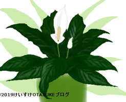 スパティフィラムのイラスト