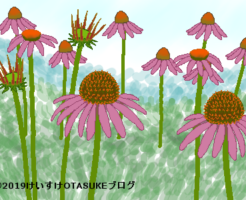 エキナセアのイラスト