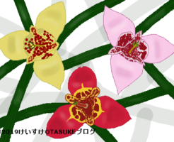 チグリジアのイラスト