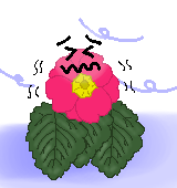 プリムラの花言葉 色別 種類別のメッセージをたくさん紹介するよ