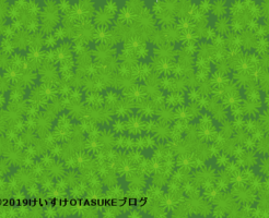 コケのイラスト