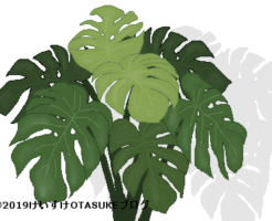 モンステラのイラスト