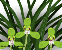 シュンランのイラスト