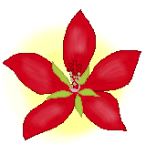モミジアオイの花言葉 赤い大輪に穏やかなメッセージが付いていた