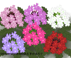バーベナのイラスト