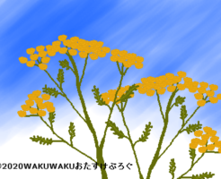 タンジーのイラスト