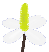 ドクダミの花のイラスト